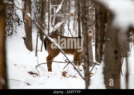 Young whitetail buck deer with snow on his face from eating Stock Photo