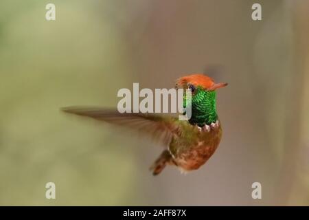 Rufous crested coquette hummingbird in Peru's rainforest Stock Photo