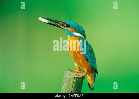 Eisvogel / River Kingfisher / (Alcedo atthis) Stock Photo