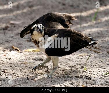 Osprey bird close-up profile view spread wings looking at the camera with sand background foreground displaying  brown plumage head, talons  in its su Stock Photo