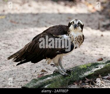 Osprey bird close-up profile view looking at the camera with sand background foreground displaying  brown plumage head, talons  in its surrounding and Stock Photo