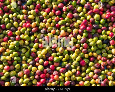 Drying coffee fruit / coffee cherries in Mondulkiri Province, Cambodia. Stock Photo