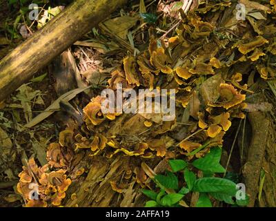 Bracket fungus on a fallen tree in forest in the Mondulkiri province of Cambodia. Stock Photo