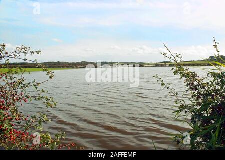 Flooded farm fields due to heavy rainfall and overflowing dykes and drains. This is becoming a more common enviromental disaster. Stock Photo