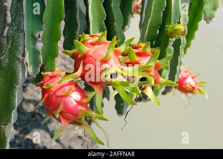 dragon fruit on tree in organic farm Stock Photo