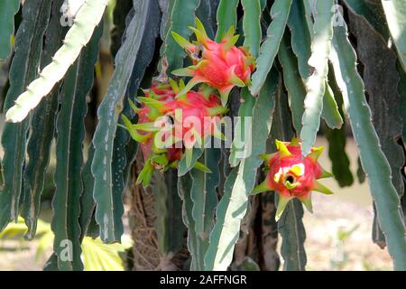 dragon fruit on tree in organic farm Stock Photo