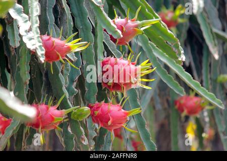 dragon fruit on tree in organic farm Stock Photo