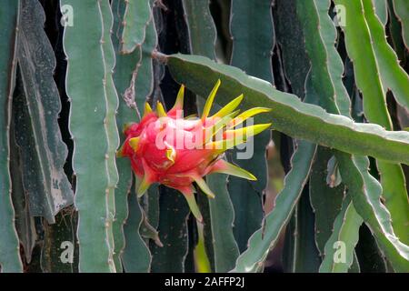 dragon fruit on tree in organic farm Stock Photo