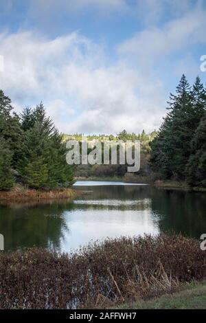 Horseshoe Lake, on the Skyline Ridge Trail, on a sunny day in winter, with trees reflected in the still water. Stock Photo
