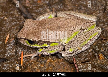 Blue Mountains Tree Frog Stock Photo