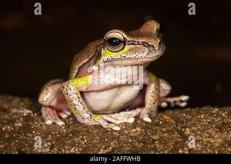 Blue Mountains Tree Frog Stock Photo