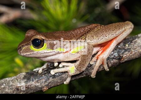Blue Mountains Tree Frog Stock Photo