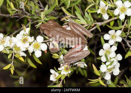 Blue Mountains Tree Frog resting on Tea Tree Stock Photo