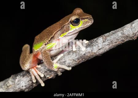 Blue Mountains Tree Frog Stock Photo