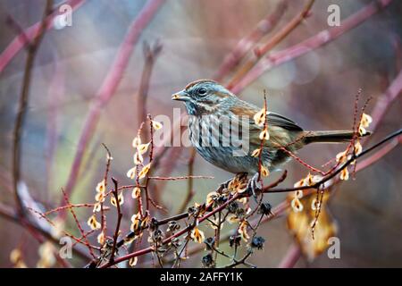 Pine siskin (Spinus pinus) perched on branch eating winter seeds, near Nooksack River, Washington state, USA Stock Photo