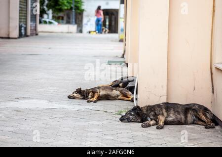 Group of three lutalica, typical serbian stray dogs, abandoned, all having a rest and sleeping in the streets of the city center of Belgrade, in Serbi Stock Photo