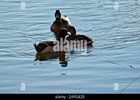 Wintering Mallard Ducks, Lindsey City Park Public Fishing Lake, Canyon, Texas. Stock Photo