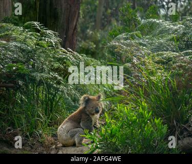 A koala (Phascolarctos cinereus) sits on the ground in lush green coastal bush forest at Kennett River along the Great Ocean Road near the Otways in Victoria, Australia Stock Photo