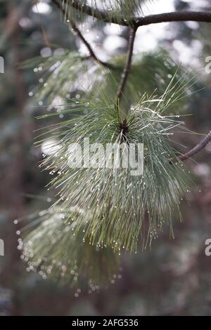 Raindrops on the tips of pine needles. Stock Photo