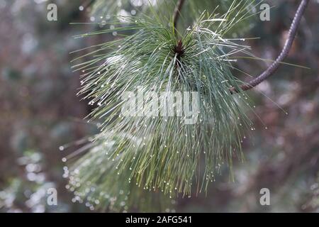 Raindrops on the tips of pine needles. Stock Photo
