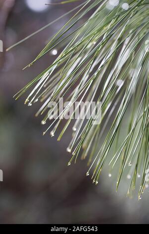 Raindrops on the tips of pine needles. Stock Photo