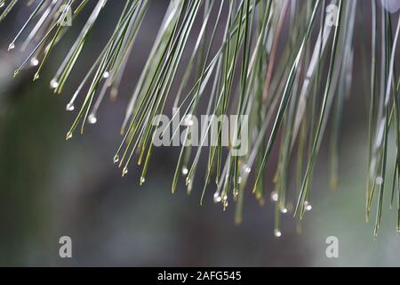 Raindrops on the tips of pine needles. Stock Photo