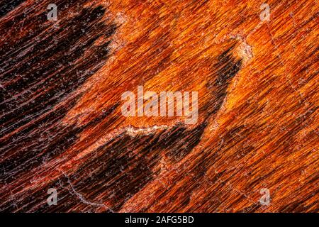 Exteme macro of a Leopardskin Jasper surface. Stock Photo