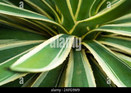 Close-up of Agave Americana variegated desert cactus Stock Photo