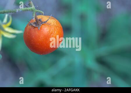 Tomatoes Fresh and ripe organic Tomatoes Growing on Plant Stock Photo