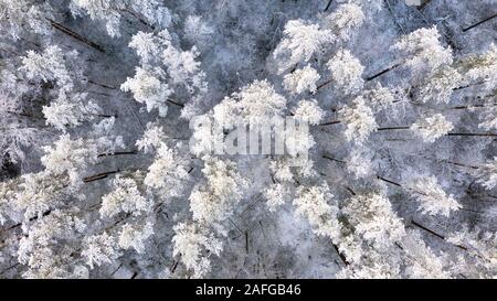 Aerial view of a winter snow-covered pine forest. Winter forest texture. Aerial view. Aerial drone view of a winter landscape. Snow covered forest. Ae