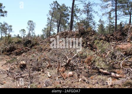 cleaning up after a storm damage in a pine forest Stock Photo
