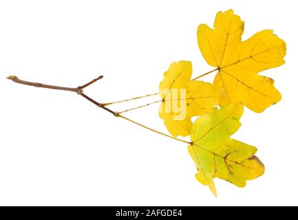 Yellowed leaves on the branch. close-up shot Stock Photo
