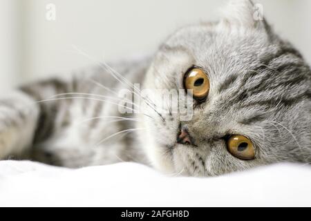 Scottish fold cat are squat on white bed in the room. Gray cat with beautiful patterns. Cat are staring. Stock Photo
