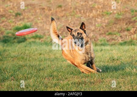 Malinois Dog Play Running With Plate Toy Outdoor In Park. Belgian Sheepdog Are Active, Intelligent, Friendly, Protective, Alert And Hard-working. Belg Stock Photo