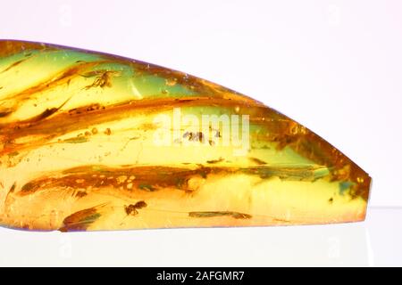 Amber with trapped insects photographed in studio with close up lens Stock Photo