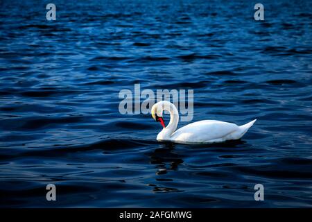 View of a lone white swan swimming toward the sunset. Image Stock Photo