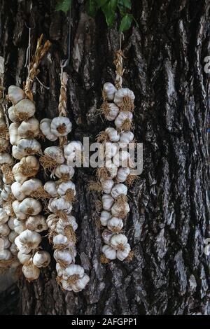 Several strings of garlic heads tied together hanging on a trunk of old tree on outdoor market Stock Photo