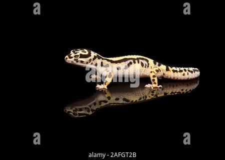 Common leopard gecko with reflection on a black background Stock Photo