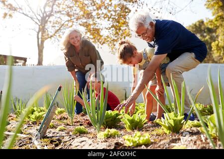 Grandchildren Helping Grandparents To Look After Vegetables On Allotment Stock Photo
