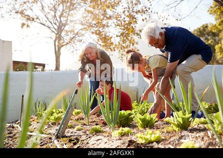 Grandchildren Helping Grandparents To Look After Vegetables On Allotment Stock Photo