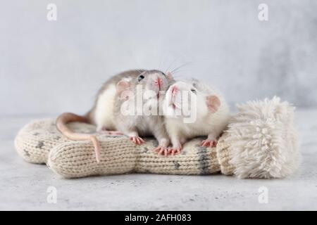 Lovely rat couple at winter mittens. New Year 2020 symbol. Stock Photo