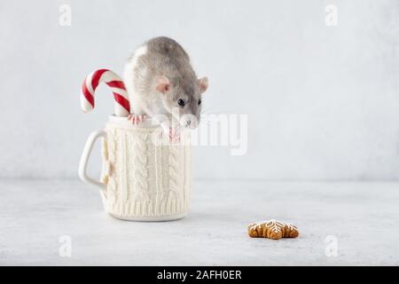 Rat at winter cup with candy cane looking at gingerbread cookie. New Year 2020 symbols. Stock Photo