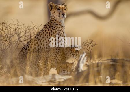 Beautiful cheetahs among the plants in the middle of the desert Stock Photo