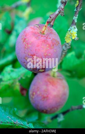 Marjorie's Seedling plum Stock Photo