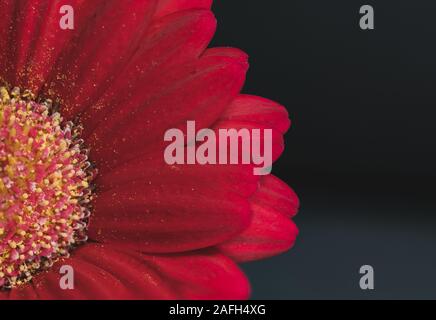 Selective focus shot of the beautiful red petals of a Barberton daisy with dark background Stock Photo