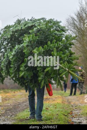 14 December 2019, Brandenburg, Tempelberg: A man carries a freshly sawn Christmas tree across the grounds of the Lürssen forest tree nursery. Around 5,000 trees such as blue spruce, Serbian spruce, Nordmann fir and coastal fir stand on the site. Here everyone can cut his chosen tree himself. Photo: Patrick Pleul/dpa-Zentralbild/ZB Stock Photo