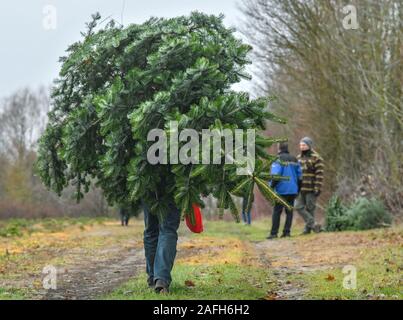 14 December 2019, Brandenburg, Tempelberg: A man carries a freshly sawn Christmas tree across the grounds of the Lürssen forest tree nursery. Around 5,000 trees such as blue spruce, Serbian spruce, Nordmann fir and coastal fir stand on the site. Here everyone can cut his chosen tree himself. Photo: Patrick Pleul/dpa-Zentralbild/ZB Stock Photo
