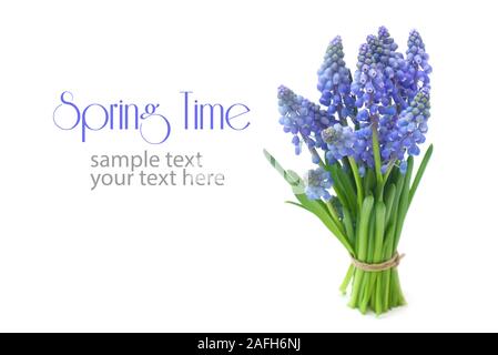 Grape Hyacinths Isolated On White Stock Photo