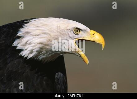 Adult Bald Eagle screaming. Stock Photo