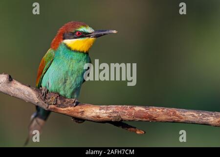 Closeup of brown feathers and plumage of a wild bird Stock Photo